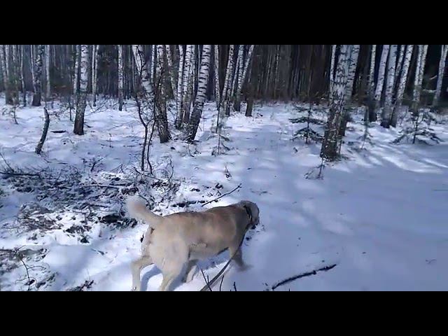 Опять зима! 18.04.2019. смотреть онлайн