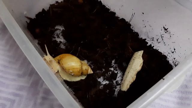 🐌 РОЖАЕТ УЛИТКА. УЛИТКИ АХАТИНЫ. Что делать с яйцами? смотреть онлайн