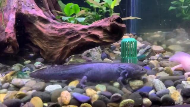 Review Singkat Chana Maru koleksi TMII & Blusukan ke Tempat Karantina Ikan смотреть онлайн