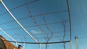 Обрезка винограда на беседке