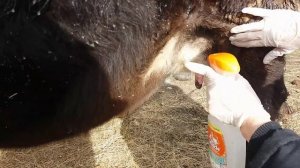 Чем избавиться от клеща?Клещи на корове!!!Обработка коровы!!!