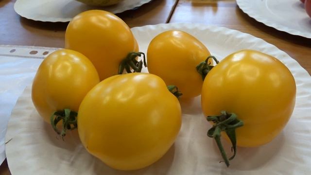 Solanum ´Citrina´ смотреть онлайн