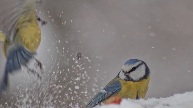 Наблюдения у кормушки 2022-12-18 смотреть онлайн