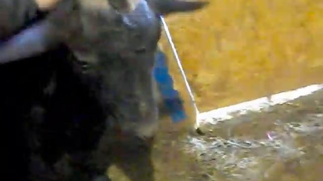 Беременная Камерунская коза. Не большая бойня девочек и бодание-чесание с деревом смотреть онлайн