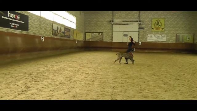 Рублева Наталья кане корсо CORSO BELLA BRAVO YUNG REIN смотреть онлайн