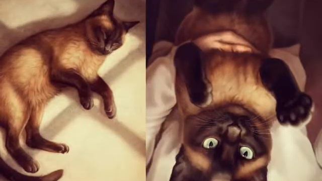 Котики такие милые 😍😍😍 А тебе они нравятся? смотреть онлайн