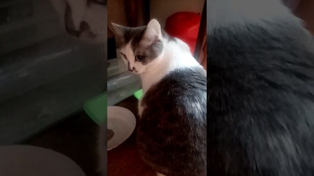 влог какие Соня корма ест 😻🍗🥩🍖 смотреть онлайн