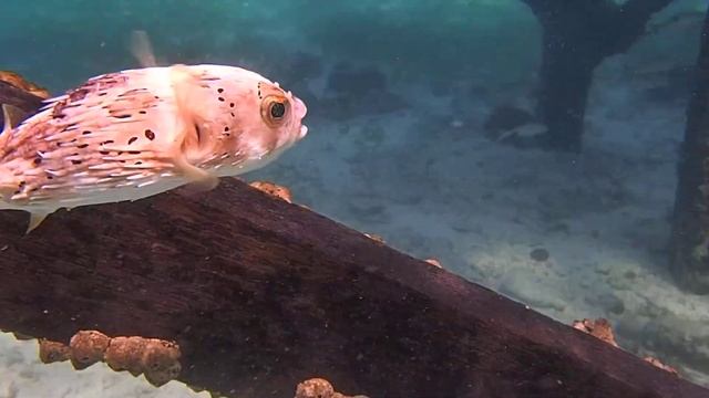 Рыба-еж короткошипая black-blotched porcupinefish (Diodon liturosus) смотреть онлайн
