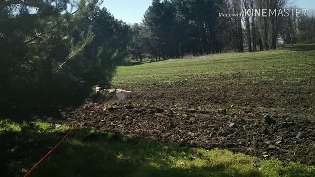 Лабрадор Барни, играем в поиск смотреть онлайн