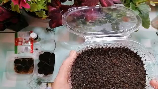 КОМНАТНЫЕ ЦВЕТЫ ИЗ СЕМЯН. ГЛОКСИНИЯ И БЕГОНИЯ. СЕЕМ ВМЕСТЕ. смотреть онлайн