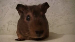 Как свистит морская свинка