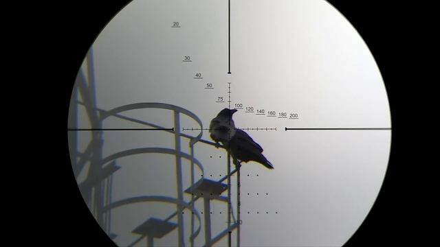 Последняя Охота на Ворону в Ноябре. Добор Карлухи без Кирпичей и Патронов. Crow Hunting. Кроухантин смотреть онлайн