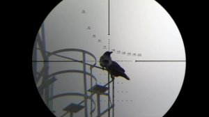 Последняя Охота на Ворону в Ноябре. Добор Карлухи без Кирпичей и Патронов. Crow Hunting. Кроухантин