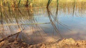 Таинственные Случаи На Охоте в Тайге | Мистические Страшные Истории | Необузданная Жизнь