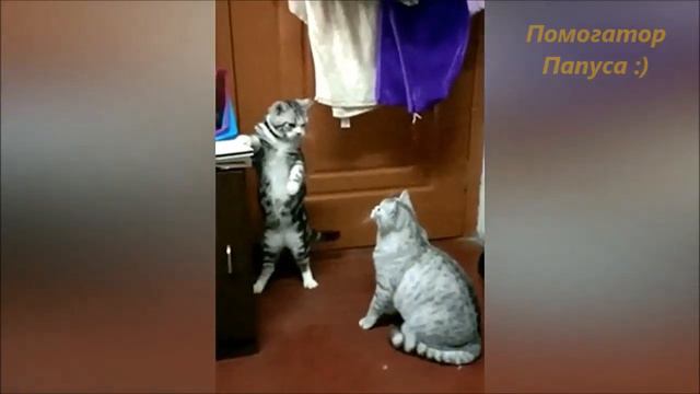 Говорящие коты! Сборник №29 / Talking Cats! Collection №29