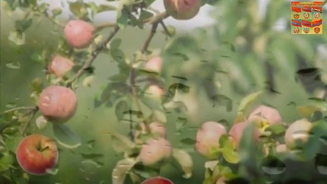 ЯБЛОЧНЫЙ СПАС смотреть онлайн