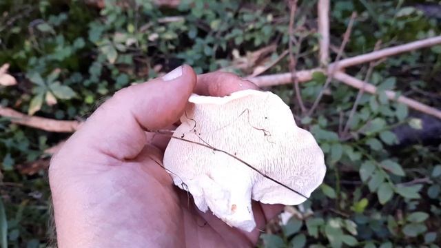 Ежовик жёлтый.