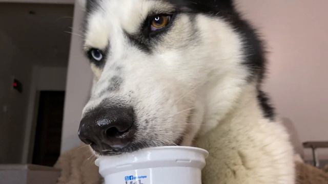 Husky Sam Begged For Leftover Yogurt |  Husky And Thunder 🌪️
