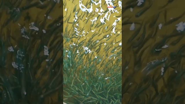 Умный рипус и задумчивый муксун Рыбоводство и рыбалка Рипус Осётр Стерлядь и Муксун #shorts смотреть онлайн