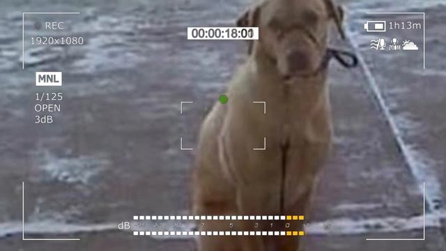 The guy noticed a freezing dog on the side of the road and did incredible thing! смотреть онлайн