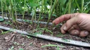 Альстромерия.Как ухаживать.Борьба с вредителями.