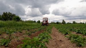 Т-25 прополка картошки самодельными ежами.