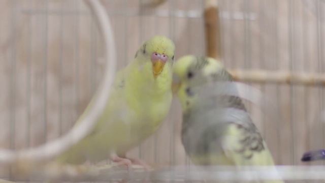 ? Весёлое пение для попугайчиков ? смотреть онлайн
