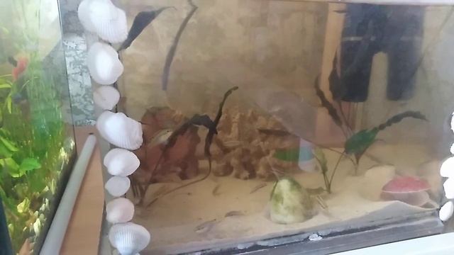 Дискусы и скалярки отнерестились в рас смотреть онлайн