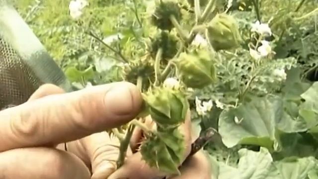 Диковинка: паслен гулявниколистный смотреть онлайн