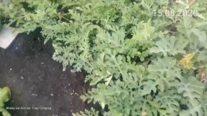 Когда сеять арбузы на рассаду, о грунте, о семенах и о погоде.