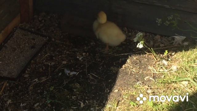 Ну все, пришло время всю малышню обьединить/ Начали стройку Гусятника смотреть онлайн
