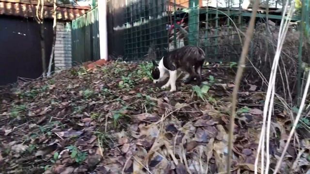 Щенок бостон терьера Насмешник с Волчьей земли, 4 месяца смотреть онлайн