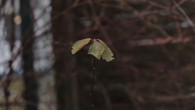 Canon EOS 600d смотреть онлайн
