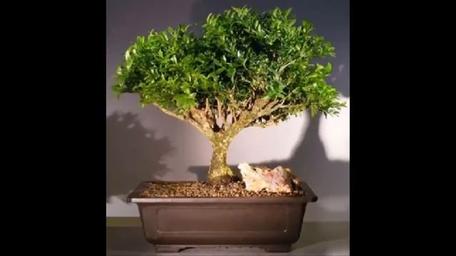 Buxus Bonsai Tree