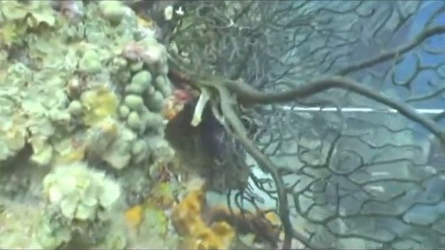 Уничтожение крылатки в Карибском море смотреть онлайн