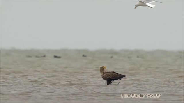 Орлан-белохвост учит птенцов охотиться | Film Studio Aves смотреть онлайн