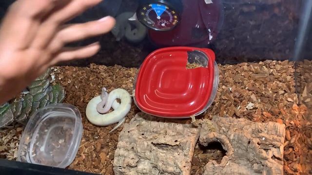 How to set up a ball python enclosure (Ball Python setup for beginners) l Dixon's Reptillia смотреть онлайн