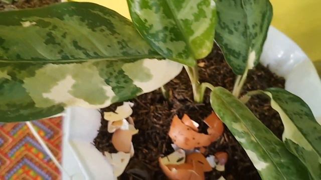 Aglaonema green compacta variegata смотреть онлайн