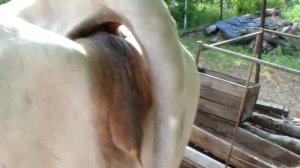 Как понять, что корова скоро отелится. Признаки скорого отела.