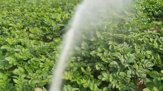 Kocide Fungicide। Kocide 2000। Kocide। Koside। Dupont Kocide। Copper Hydroxide। Best Fungicide