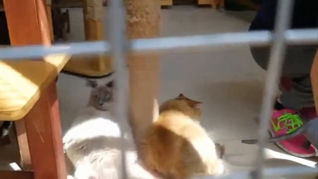 Контактный зоопарк ТК Амбар Самара смотреть онлайн