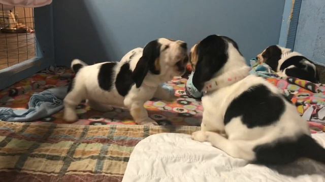 Basset Bite Club смотреть онлайн