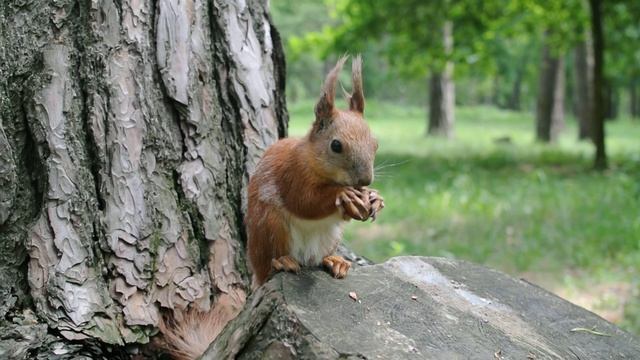 ?️ Пример видео объектива Nikkor 18.5mm, f/1.8 для ? Nikon1 J1 смотреть онлайн
