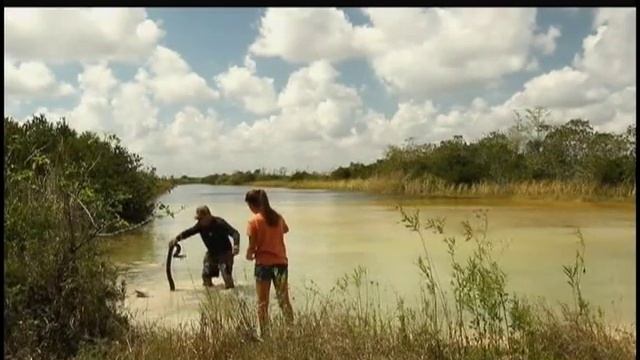 Python Dave and Kingsnake KK catch a Florida Burmese Python смотреть онлайн
