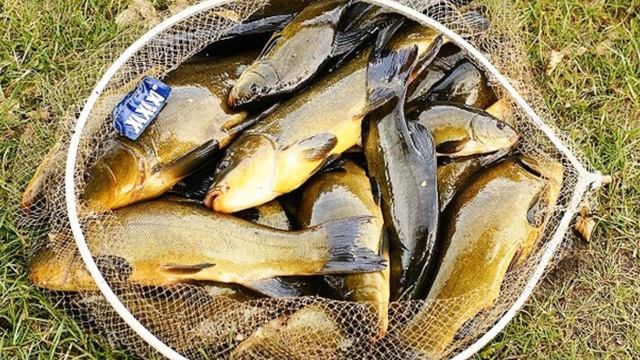 ТОП ИНТЕРЕСНЫХ ФАКТОВ ПРО ЛИНЯ! Линь доктор водоёмов? смотреть онлайн