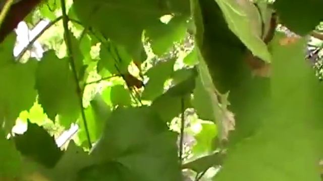 Ошибка при подвязке лозы и снятие со шпалеры. смотреть онлайн