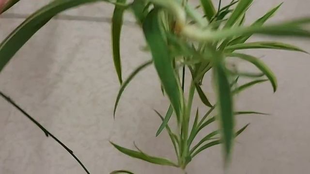 Хлорофитум Ocean смотреть онлайн