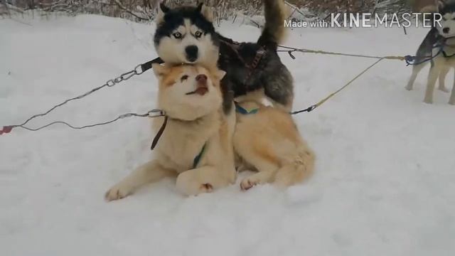 Мороз?Хаски ?Снегоход //Хаски Блюз Интересная жизнь смотреть онлайн