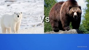 Белый медведь против Гризли! КТО ПОБЕЖДАЕТ?