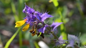 Релакс - Природа.